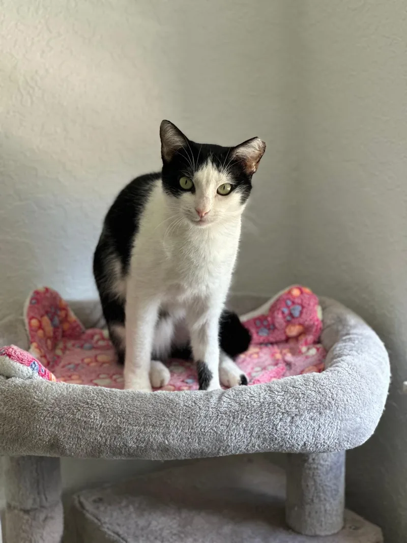 An adult medium-sized female Black Domestic Short Hair cat named Speed Bump for adoption in miami, FL
