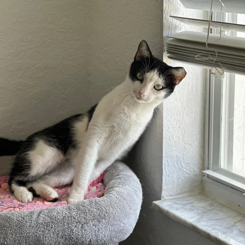Speed Bump thumbnail 2