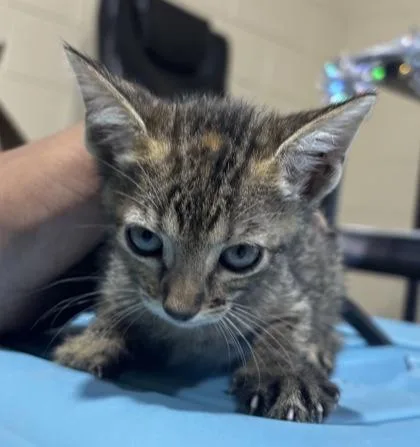 A baby small-sized female Tabby (Brown / Chocolate) Domestic Short Hair cat named Lotus for adoption in Harlingen, TX