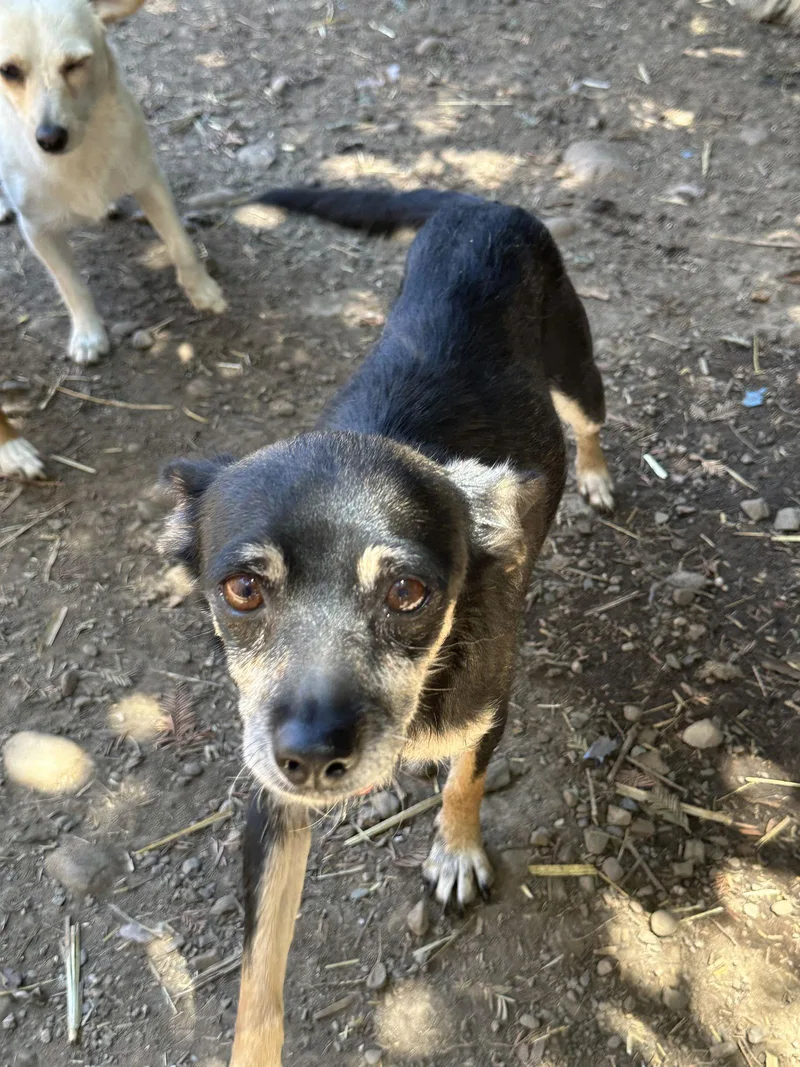 Mcmuffin thumbnail 2