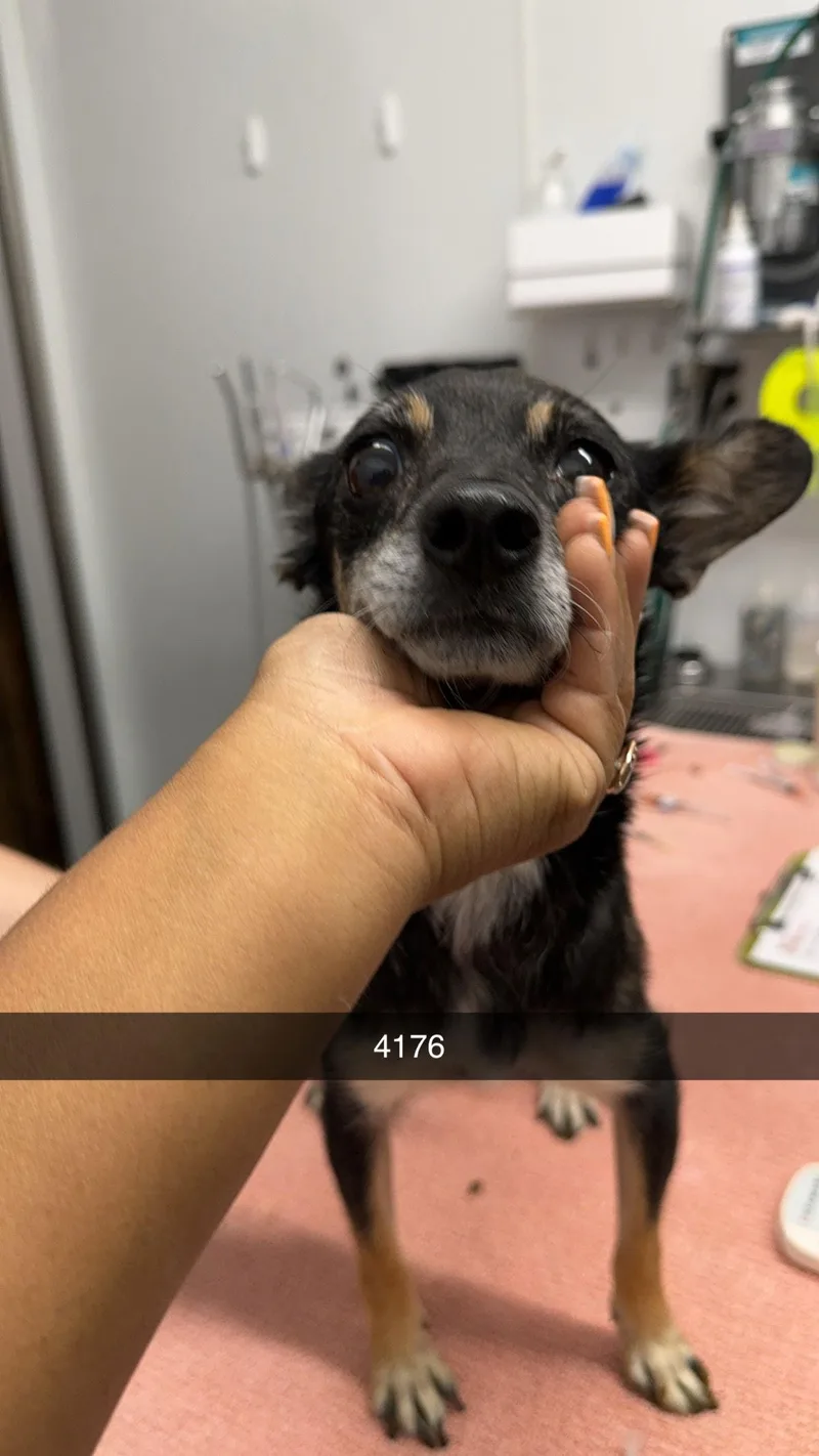 Mcmuffin thumbnail 3