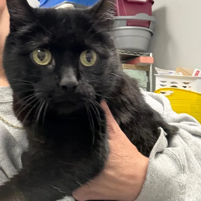 A baby small-sized female Black Domestic Short Hair cat named Solstice for adoption in Normal, IL