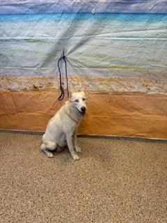 An adult large-sized female Husky dog named Milly for adoption in Miami, FL