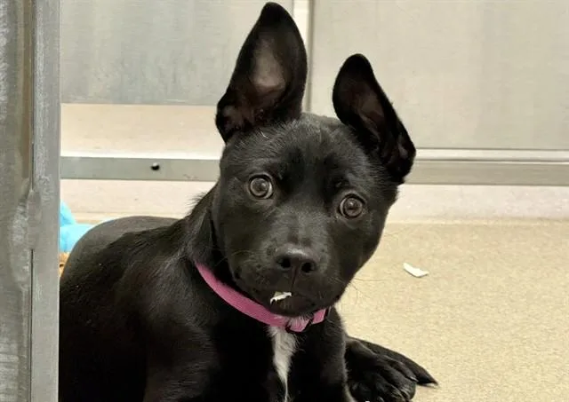 A baby small-sized female Labrador Retriever dog named Riley for adoption in Colorado Springs, CO