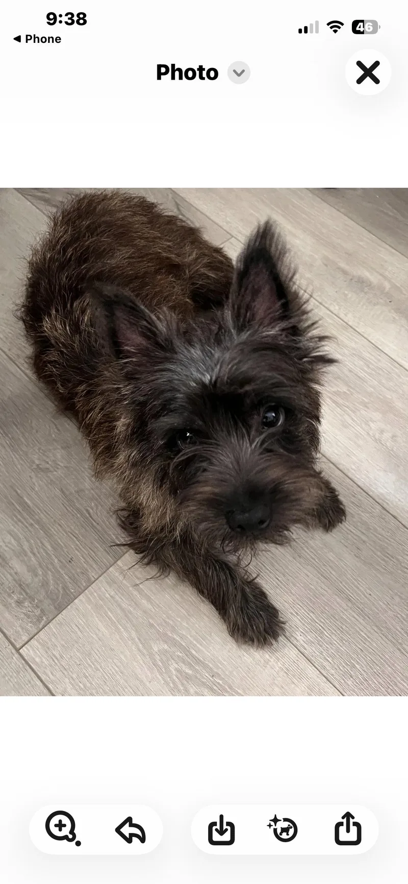 A young small-sized male Cairn Terrier dog named Charlie for adoption in Plano, TX