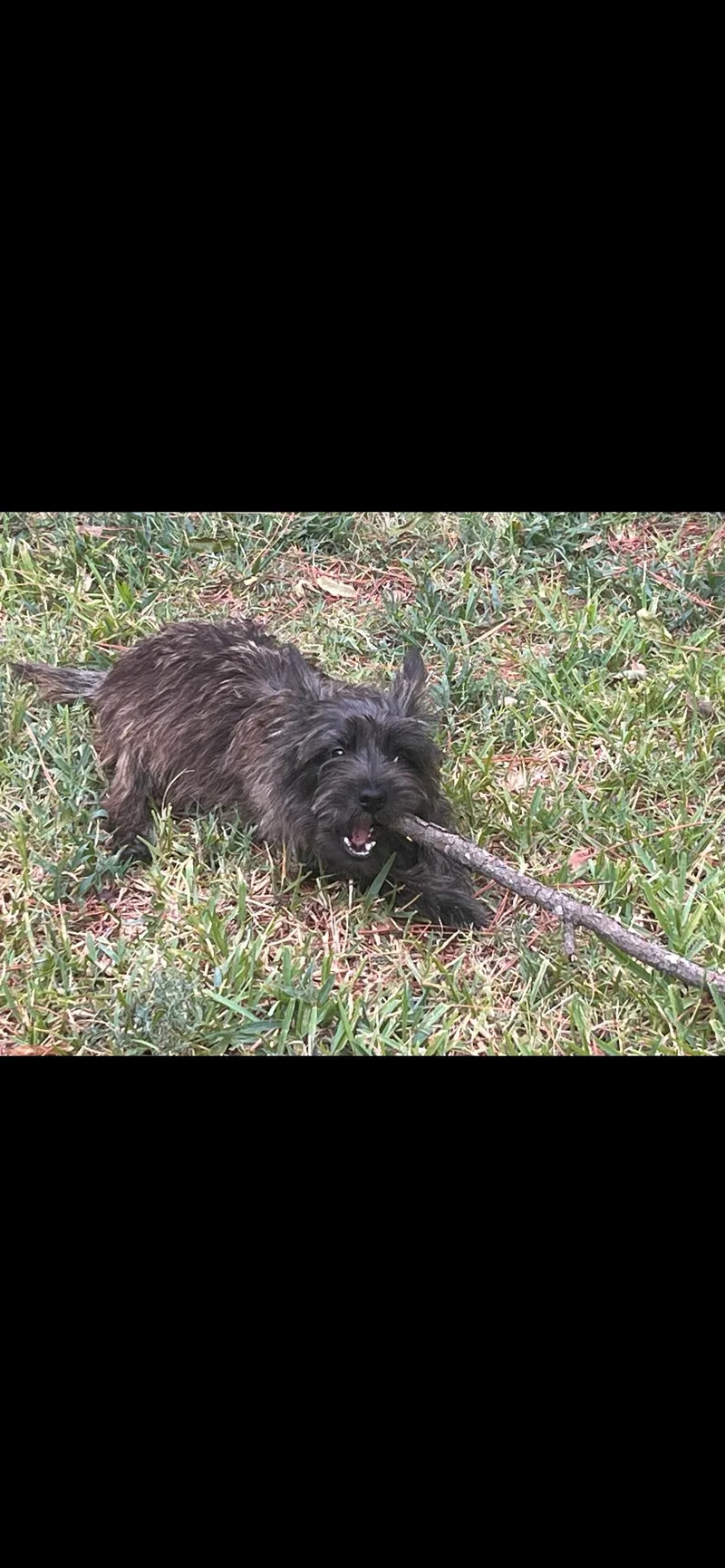 Charlie thumbnail 2