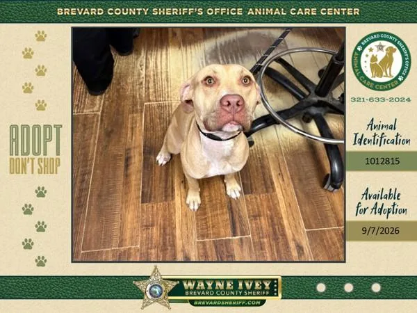A young medium-sized female Mixed Breed dog named Alaira for adoption in Melbourne, FL