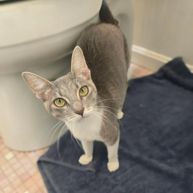 A young medium-sized female Gray / Blue / Silver Domestic Short Hair cat named Lilypad for adoption in Jarrettsville, MD