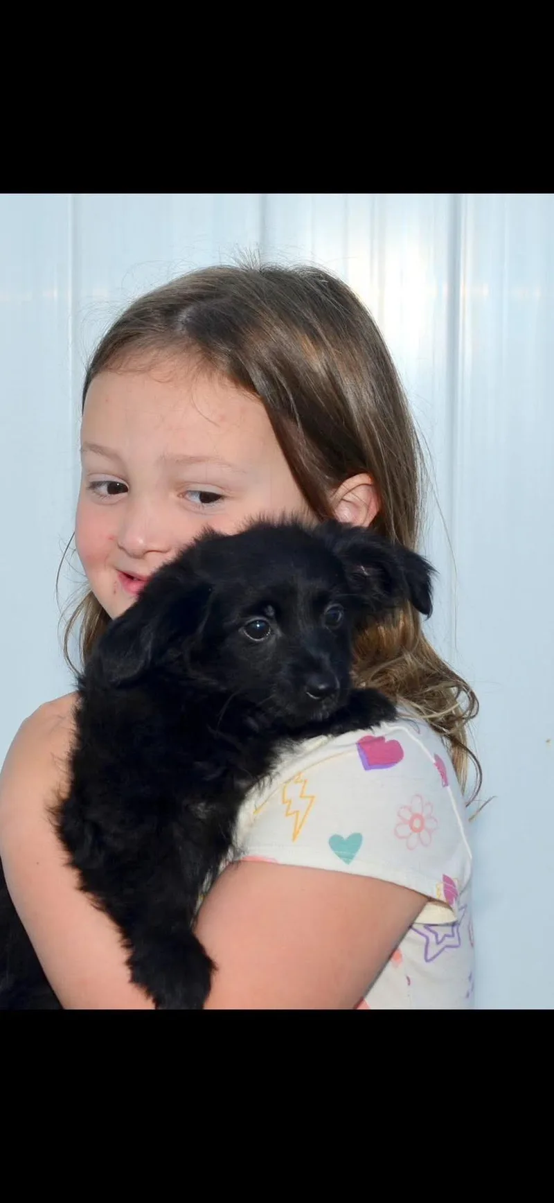A baby small-sized male Black Dachshund dog named Sammy for adoption in Marlton, NJ