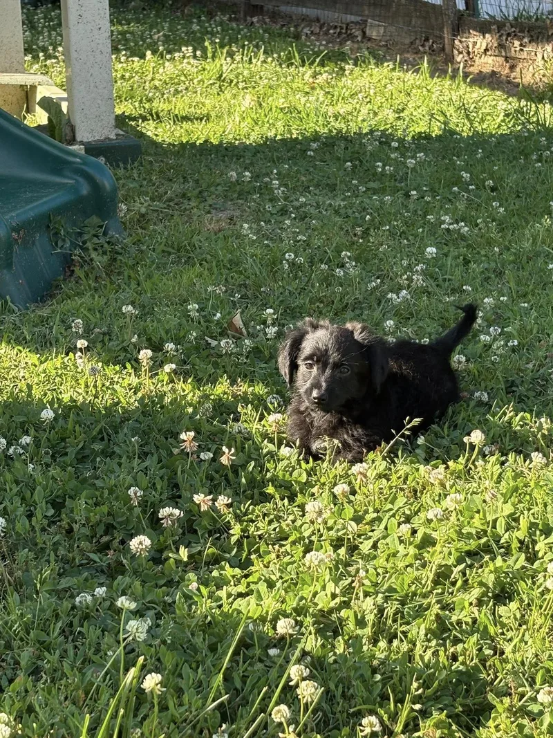 Sammy thumbnail 2