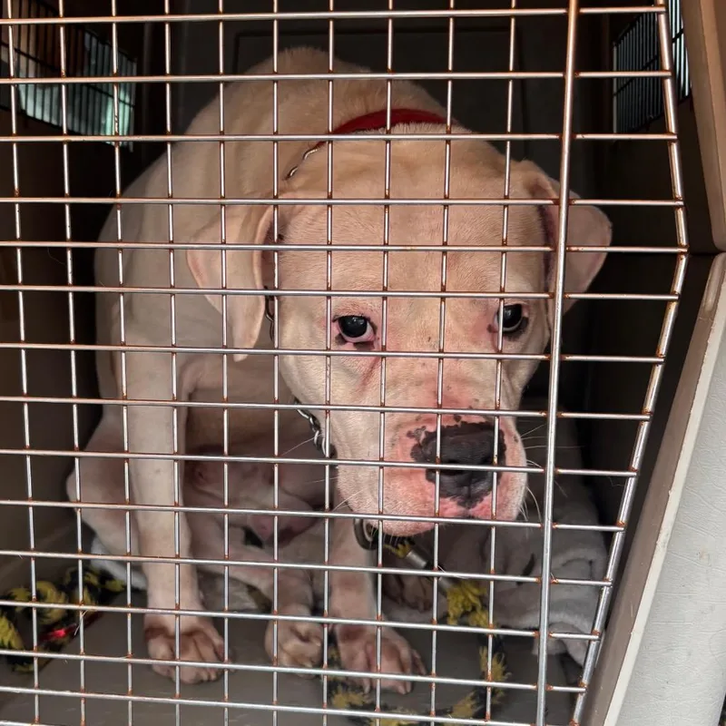 An adult large-sized male White / Cream Mixed Breed dog named Yorkstray for adoption in York, PA