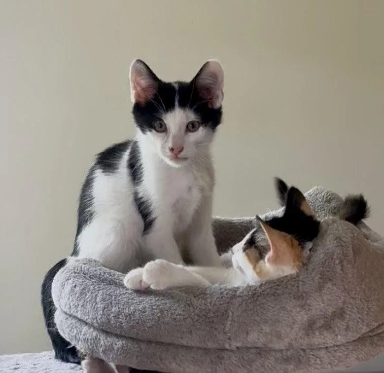 A baby medium-sized male Black & White / Tuxedo Domestic Short Hair cat named Zac for adoption in Stewartsville, NJ