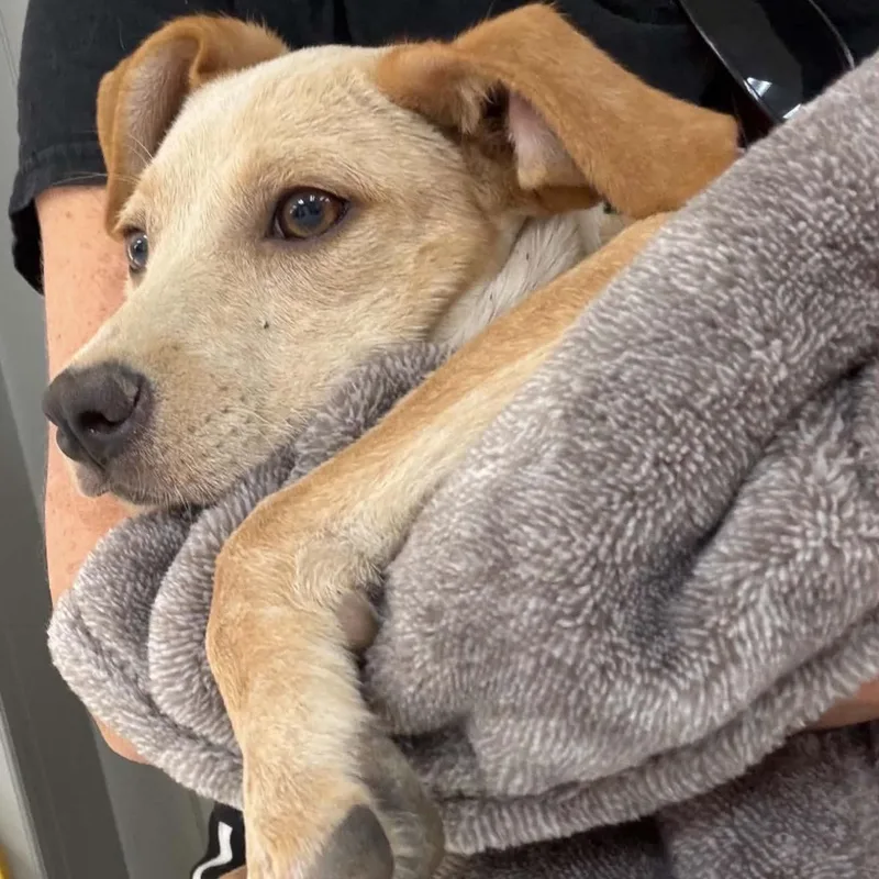 A young small-sized female Terrier dog named Lacy for adoption in Queen City, TX