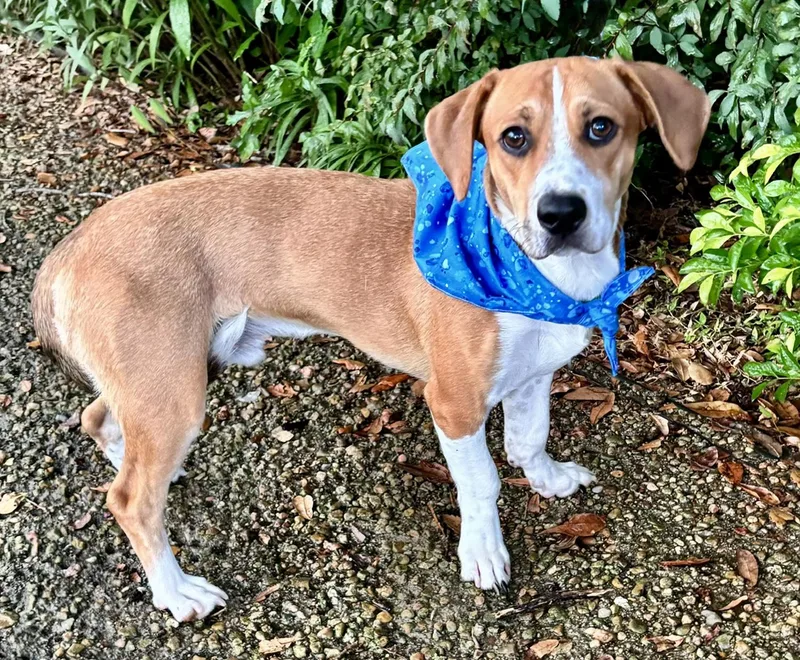 An adult medium-sized male Tricolor (Brown, Black, & White) Beagle dog named Bagel  What A for adoption in Cypress, TX