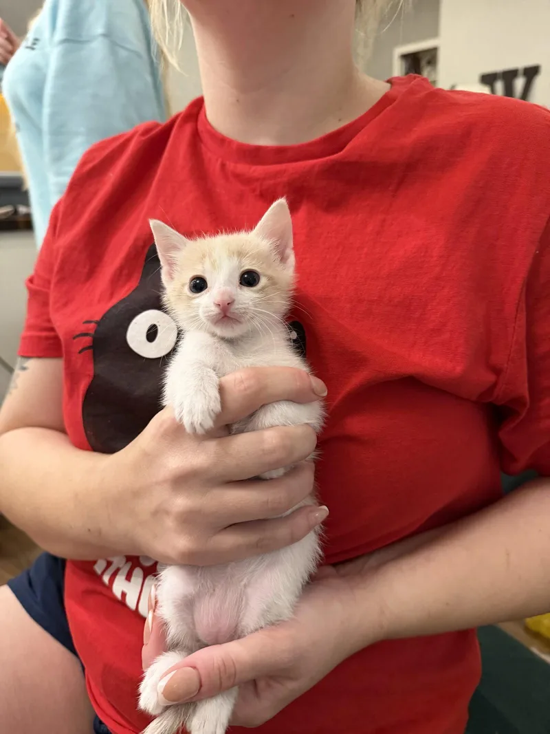 A young medium-sized male Orange & White Domestic Short Hair cat named Beanie Weenie for adoption in Camden, SC
