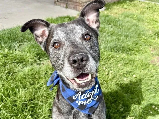 An adult medium-sized male Labrador Retriever dog named Atticus for adoption in Pueblo, CO