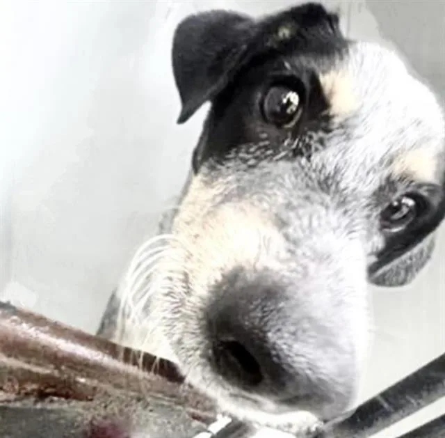 A young small-sized male Rat Terrier dog named Taz for adoption in Houston, TX