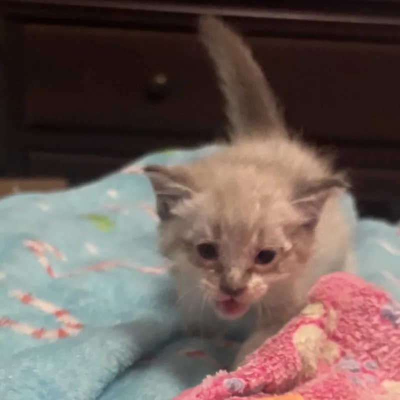 A baby small-sized female Cream / Ivory Domestic Short Hair cat named Pip for adoption in Pauls Valley, OK