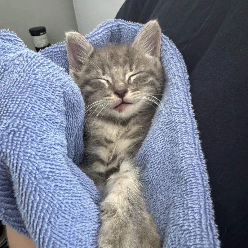 A baby medium-sized male Tabby (Gray / Blue / Silver) American Shorthair cat named Boss for adoption in Houston, TX