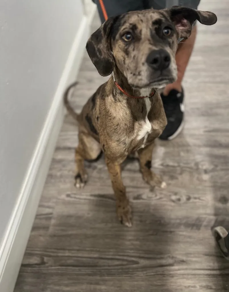 A baby medium-sized female Great Dane dog named Gabbi for adoption in Labelle, FL