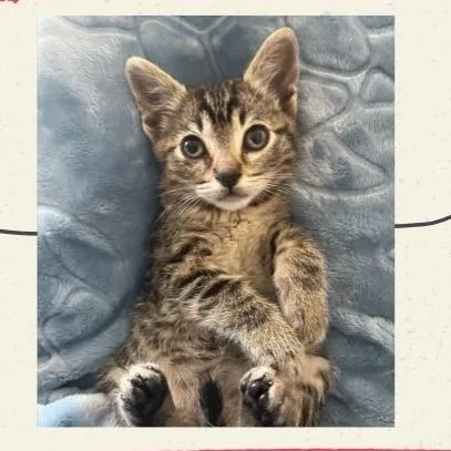 A baby small-sized female Brown / Chocolate Domestic Short Hair cat named Ultra Rosa Monster for adoption in Westminster, CA