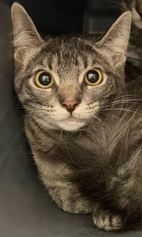 A young medium-sized female Tabby (Gray / Blue / Silver) Domestic Medium Hair cat named Jetty for adoption in Katy, TX