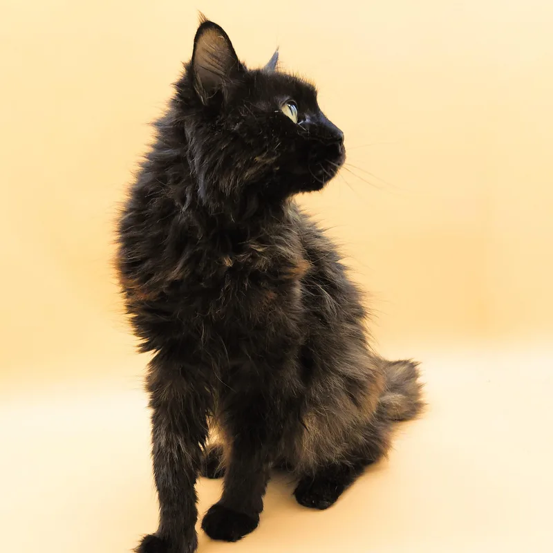 A senior medium-sized female Black Domestic Medium Hair cat named Babybel for adoption in Springfield, MO