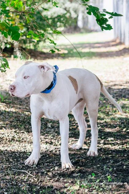 A Milo
