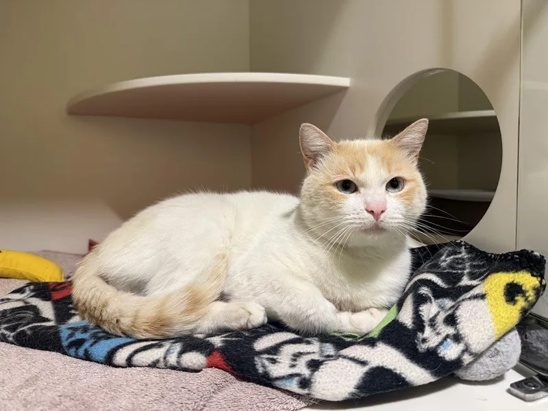 An adult medium-sized male Orange & White Domestic Short Hair cat named Alf for adoption in Berkeley, CA