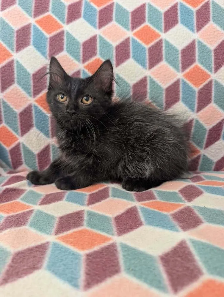 A baby small-sized female Black Domestic Medium Hair cat named Poppy for adoption in Emerald Isle, NC