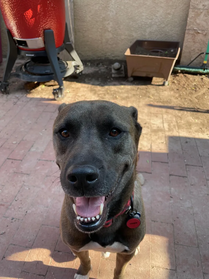 A senior large-sized male Bicolor Mixed Breed dog named Gooner for adoption in Albuquerque, NM