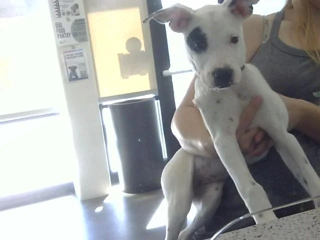 A baby small-sized female Pit Bull Terrier dog named Torenia for adoption in Toledo, OH