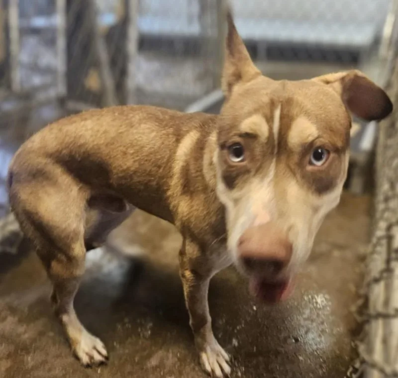A young medium-sized male Yellow / Tan / Blond / Fawn Husky dog named Bart HOLD for adoption in Canton, OH