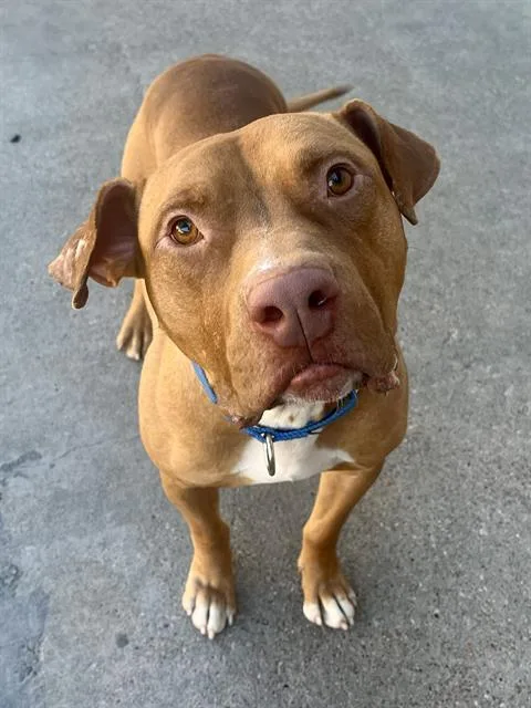 An adult large-sized male Mixed Breed dog named Winston for adoption in Dallas, TX