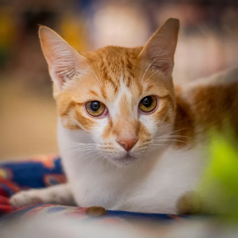 A young large-sized male Orange & White Domestic Short Hair cat named Oki for adoption in HANSON, MA