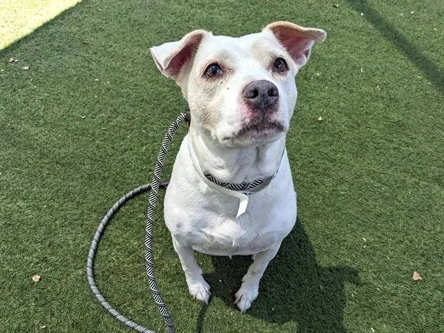 A senior large-sized female Chihuahua dog named Baby Girl for adoption in Phoenix, AZ