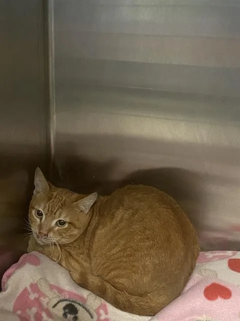 A young small-sized male Domestic Short Hair cat named Tigger for adoption in Dallas, TX