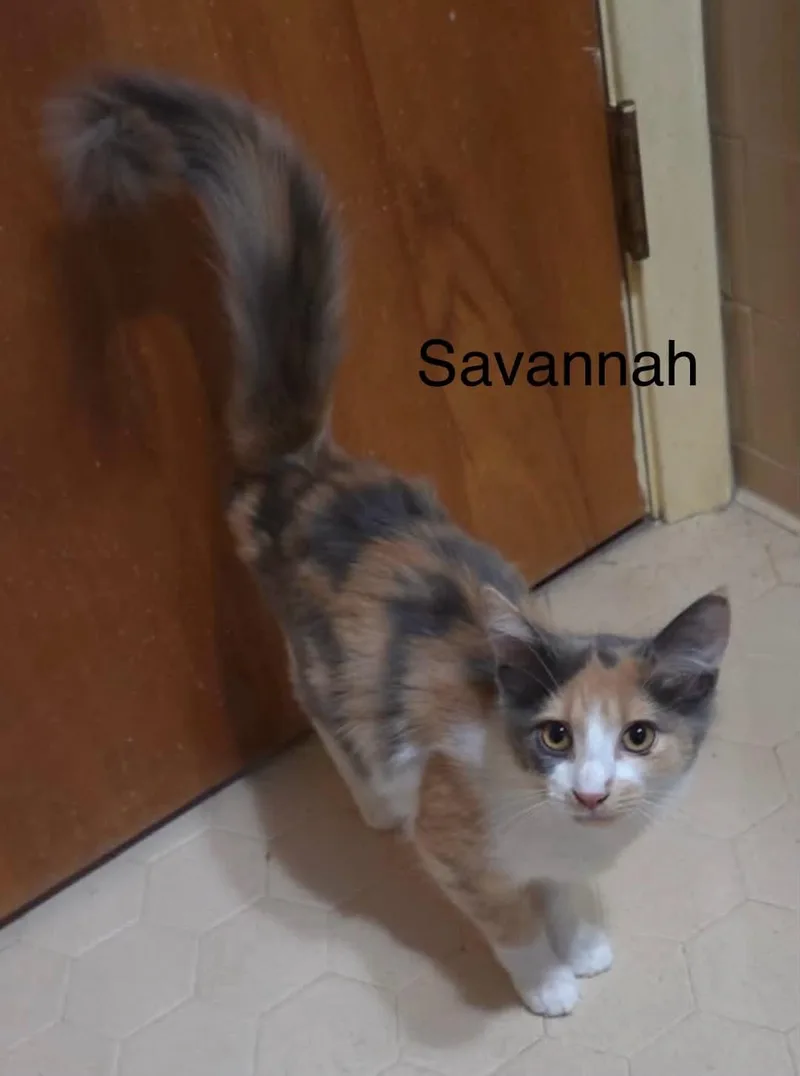 Savannah