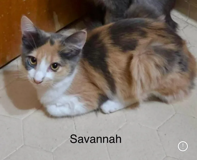 Savannah thumbnail 3