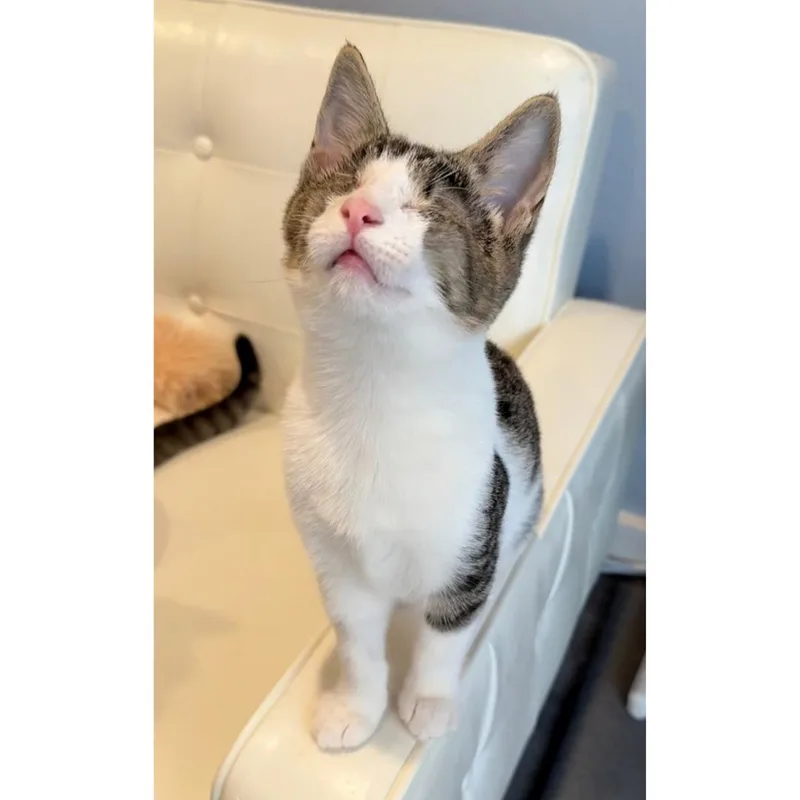 A baby medium-sized female Tabby (Brown / Chocolate) Tabby cat named Sprinkle for adoption in Morgan Hill, CA