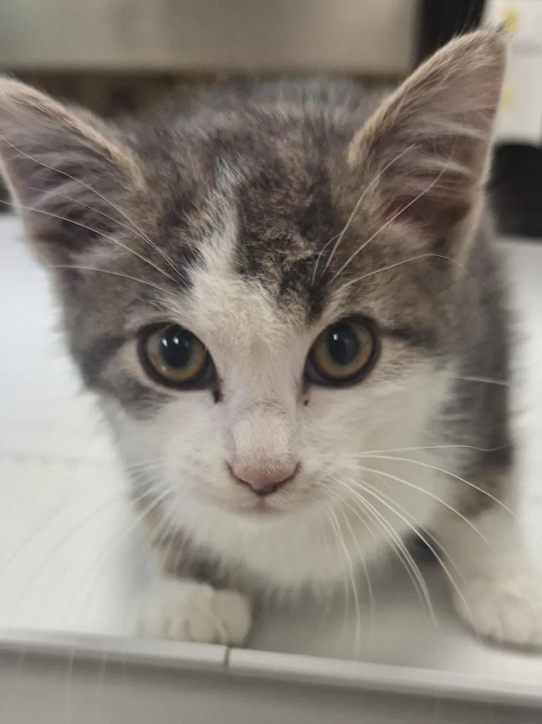 A baby small-sized male Domestic Short Hair cat named Olipurr Tree for adoption in Grand Forks, ND