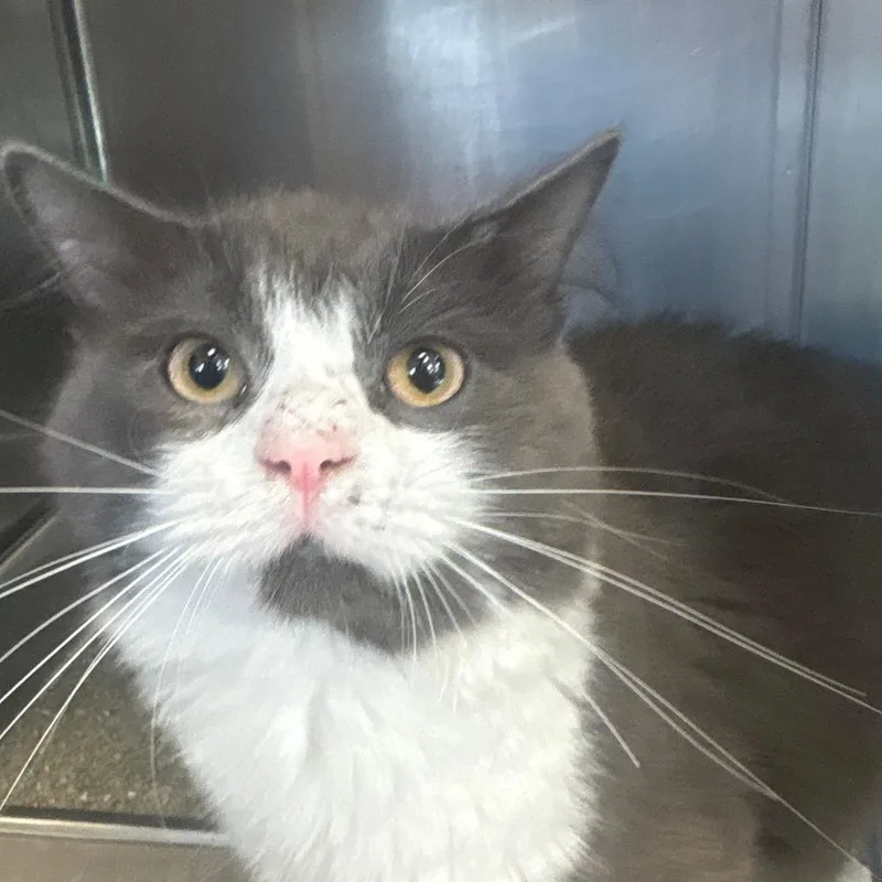 An adult medium-sized male Gray / Blue / Silver Domestic Long Hair cat named Frank for adoption in Brockton, MA