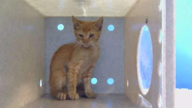 A baby small-sized male Domestic Short Hair cat named Ollie for adoption in Gardena, CA