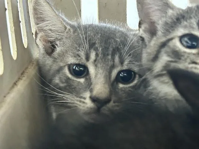 A baby small-sized male Domestic Short Hair cat named Deacon for adoption in Ocala, FL