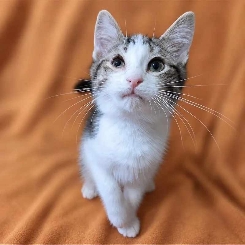 A baby medium-sized male White Domestic Short Hair cat named Rick Grimes for adoption in Quincy, OH