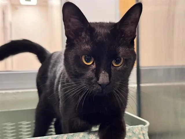 A young medium-sized male Domestic Short Hair cat named Mickey for adoption in Colorado Springs, CO