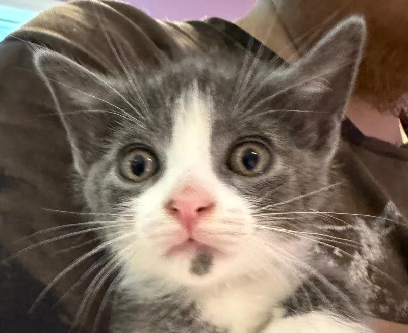 A baby small-sized male Domestic Short Hair cat named Dominic for adoption in Cambridge, MD