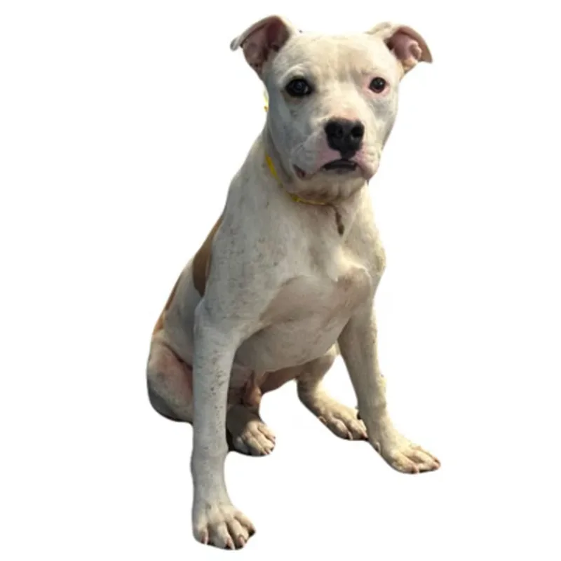A young medium-sized male Pit Bull Terrier dog named Rowan for adoption in Red Bluff, CA