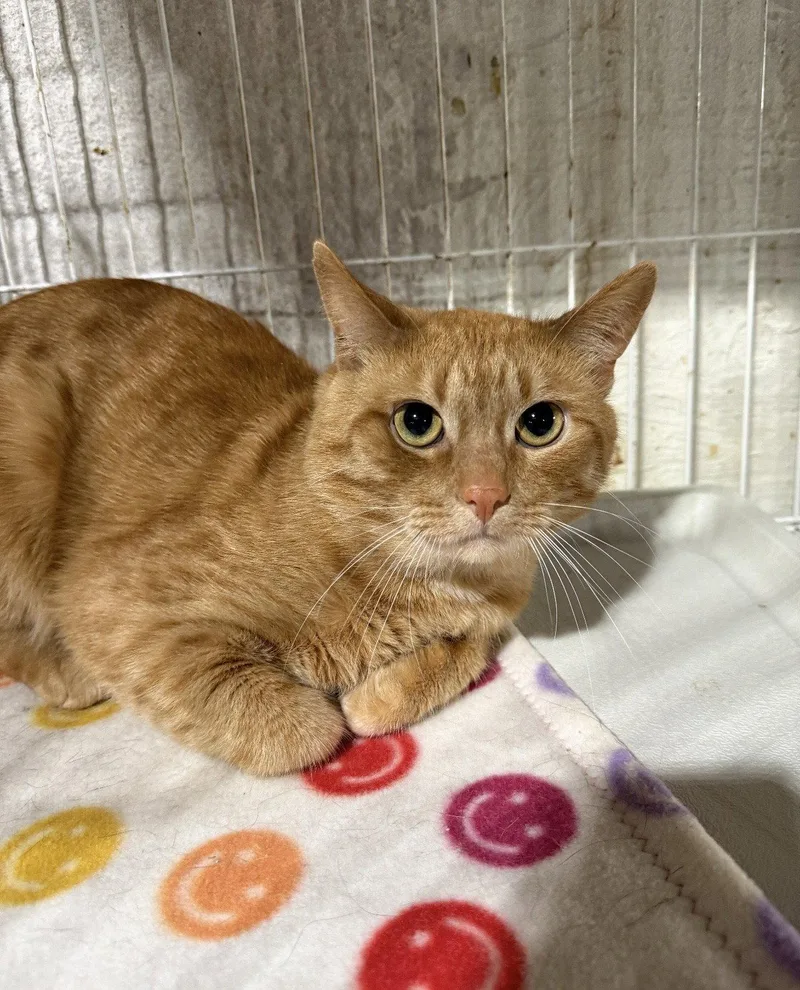 An adult medium-sized male Orange / Red Domestic Short Hair cat named Moritz for adoption in Walled Lake, MI
