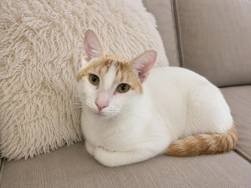 A young small-sized male Domestic Short Hair cat named Dottie Boy for adoption in Sebastian, FL